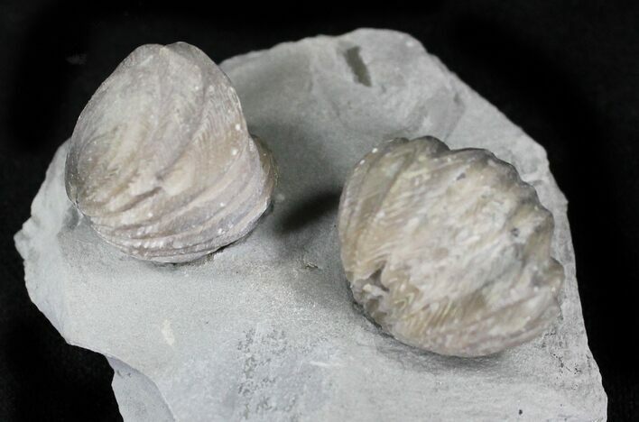 Pair Of Fossil Brachiopods (Lepidocyclus) - Indiana #23345